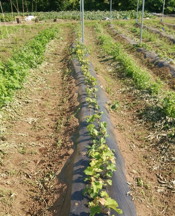 挿し木の現状！ – Tsukuba Vineyard 栗原醸造所