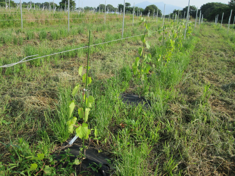 台木3兄弟！ – Tsukuba Vineyard 栗原醸造所