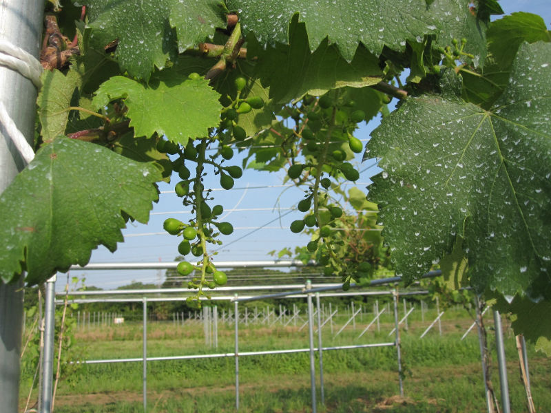 台木3兄弟！ – Tsukuba Vineyard 栗原醸造所