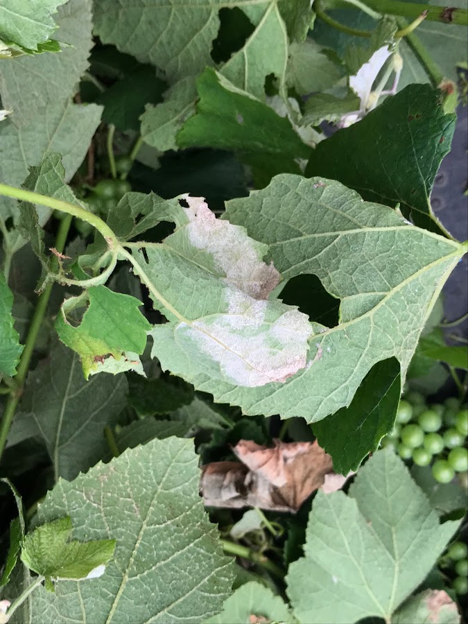 ベト病大発生 Tsukuba Vineyard